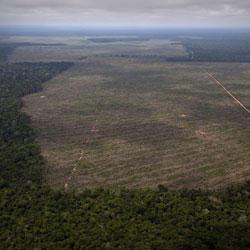 Una ley de la selva para la Amazonia
