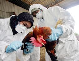 Chihuahua cierra filas en contra de gripe aviar 