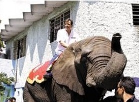 A lomo de elefante comenzó su campaña un candidato del verde en el DF