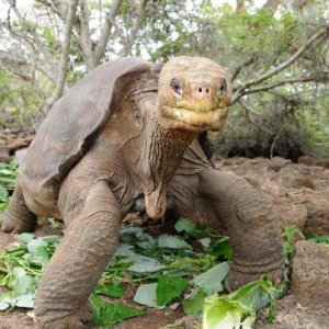 Muere en Galápagos ‘Solitario George', la última tortuga macho de su especie
