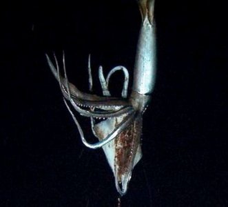 Graban a calamar gigante por primera vez