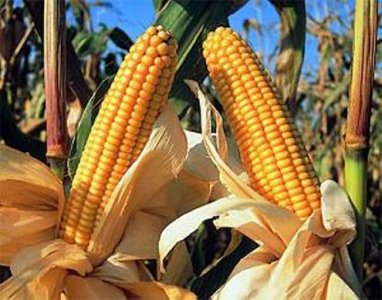 Emiten dictamen para determinar origen genético del maíz