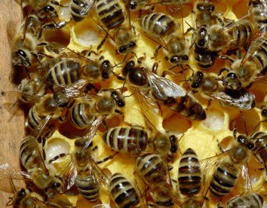 Desapareció ya, más del 80 por ciento de las abejas melíferas