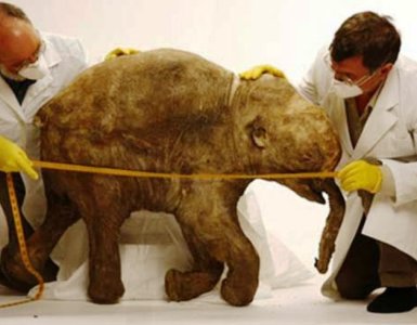 Alistan clonación de un mamut en Surcorea