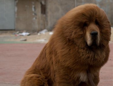 Un zoológico chino "disfrazaba" a perros de leones y a ratas como reptiles