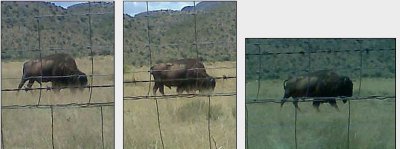 Los bisontes de Vallina son vestigios de la naturaleza
