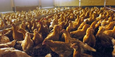 La avícola, industria en peligro