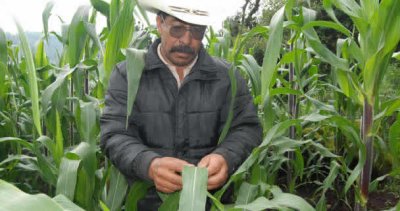 Sin venta, maíz de Chihuahua por subsidios desiguales