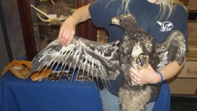 El milagro de un águila real bebé que sobrevivió a un incendio