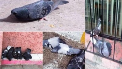 Buscan en Camargo al misterioso asesino de palomas
