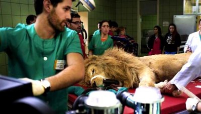 Cómo operar a un león