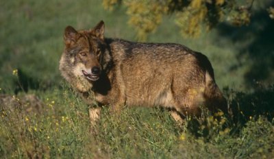 Asturias permite la caza de más de 80 lobos
