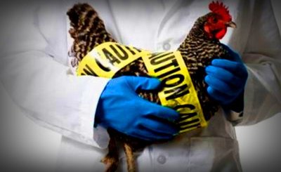 Cierra fronteras Chihuahua por gripe aviar