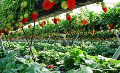 Peligra producción de fresas por el cambio climático 