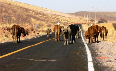 Vacas en la carretera: la pesadilla de todo conductor
