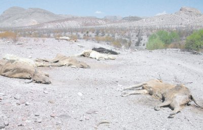 Severa sequía provoca la muerte masiva de ganado