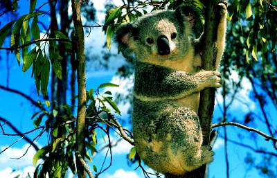 Como en Chihuahua no hay koalas, ¡a talar los eucaliptos!