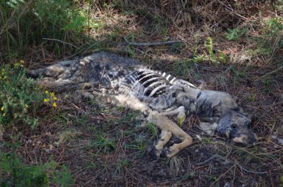 Ecologistas de toda España, contra el exterminio oficial del lobo híbrido 