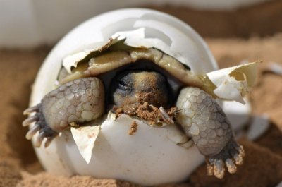 Vuelven a nacer tortugas en Galápagos después de 100 años