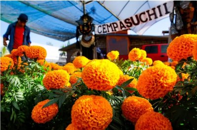 La esperanza de los vendedores de cempasúchil regresa junto al Día de Muertos