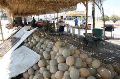 Los productores reducen un 50% el precio del melón a revendedores