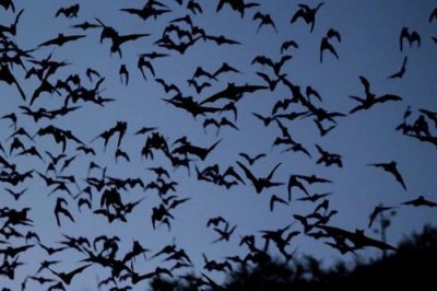 Desarrollan proyecto para Protección de Murciélagos en Aquiles Serdán