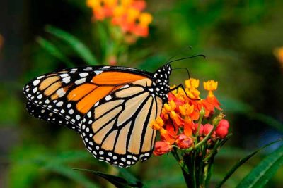 Más mariposas monarcas, pero con menos turistas