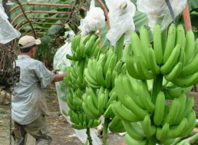 Costa Rica: insecticidas en plantaciones bananeras afectan a los niños