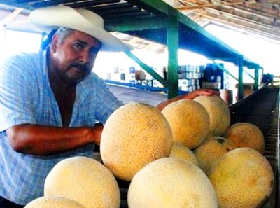 Comienza la cosecha de melón en La Laguna