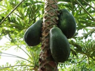 Nueva variedad de papaya ilusiona a los agricultores de Quintana Roo