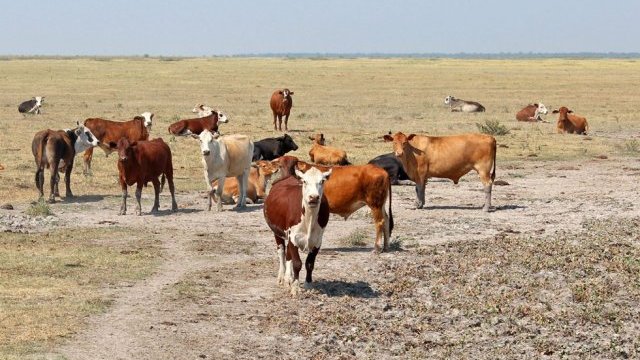 Afecta sequía a la ganadería en Chihuahua