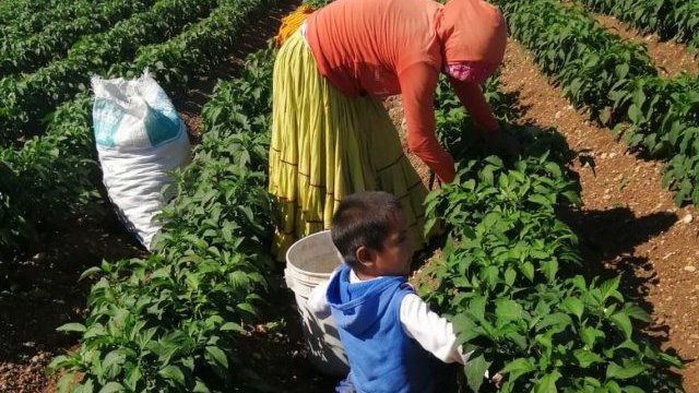 Persiste trabajo infantil en el campo chihuahuense