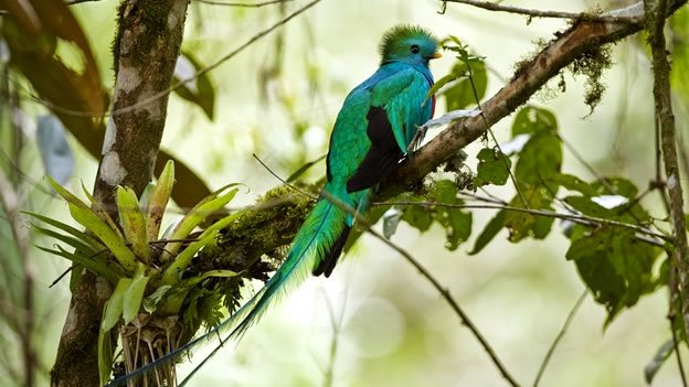 Un aviario transmitió en vivo por internet el nacimiento de un quetzal