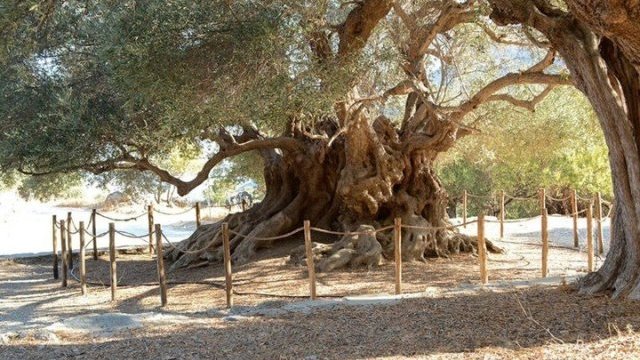 Fabuloso: el olivo que tiene 4,000 años de vida y sigue dando aceitunas