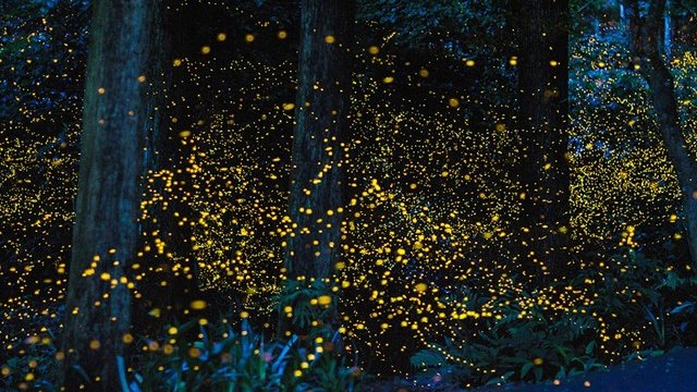 Ejército de luciérnagas salva bosque de México
