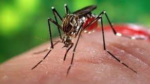 Piden reforzar medidas contra el chikungunya en el estado