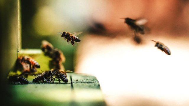 La fascinante historia sobre cómo descubrimos que las abejas perciben el tiempo