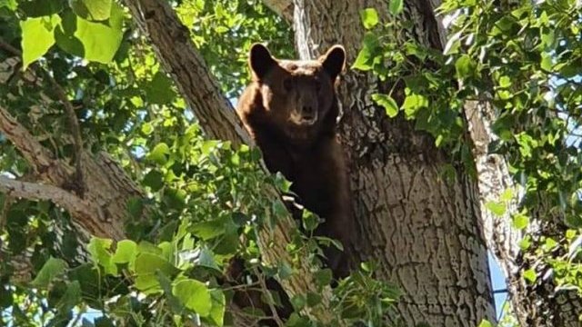 Hambre obliga a osos a bajar de la sierra a comunidades