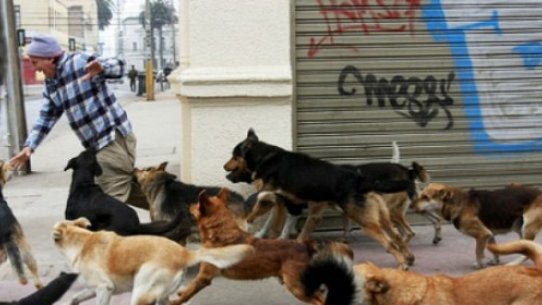 En Argentina una  manada de perros salva a niña de violación 