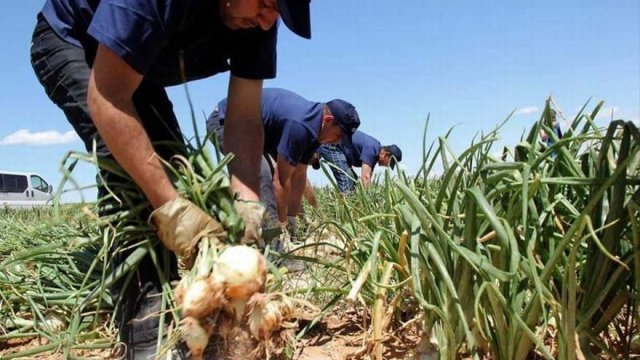 México investiga presencia de salmonela en cebollas de Chihuahua tras brote en EEUU