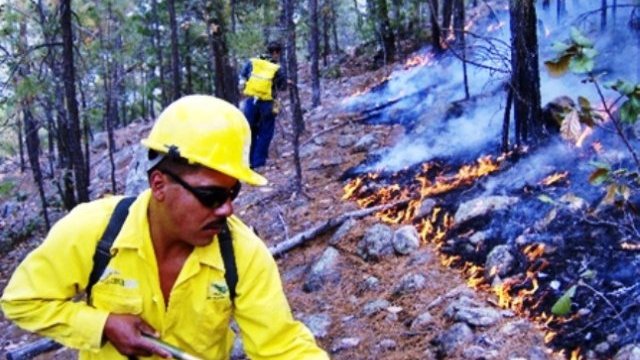 Se han combatido 221 incendios forestales de enero a la fecha