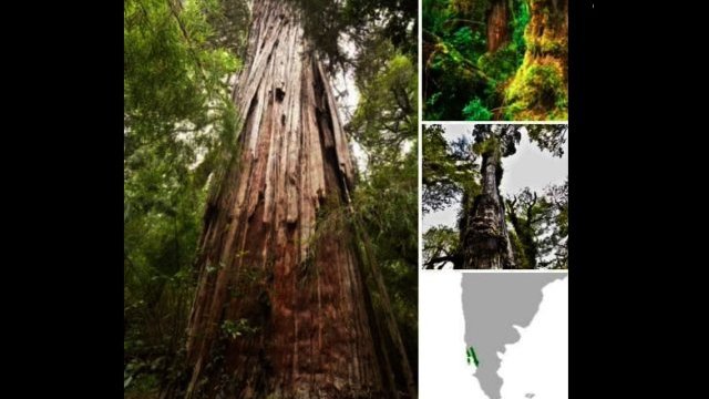 Los árboles más antiguos del mundo no están en Estados Unidos, como se creía, sino en la Patagonia