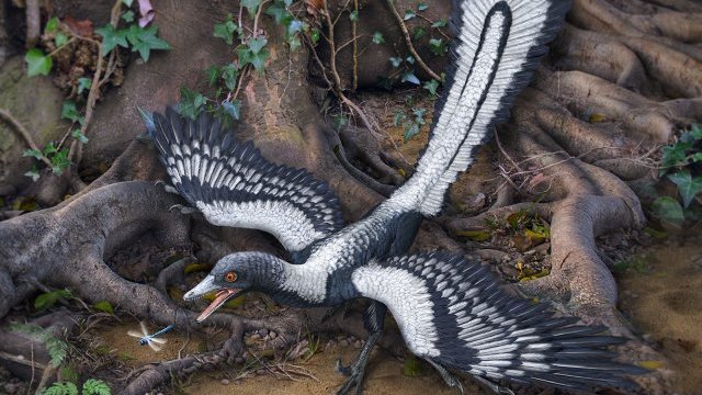 Explican por qué pocas aves sobrevivieron a la caída del asteroide que  acabó con los dinosaurios