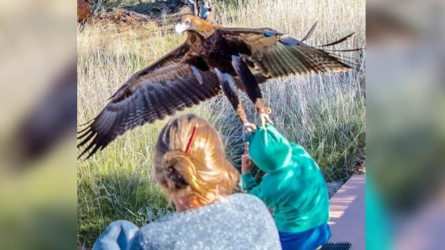 Un águila trata de llevarse a un niño en un parque de Australia