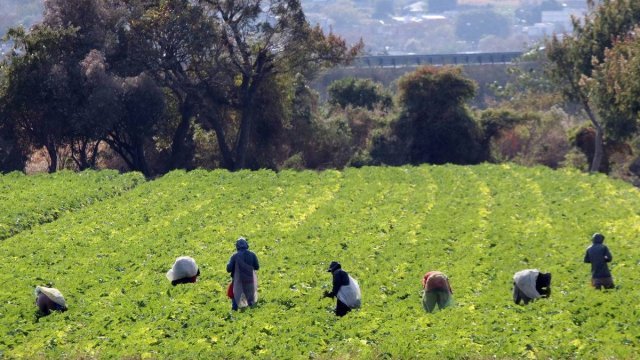 EEUU bloquea importación de tomate de finca mexicana acusada de trabajos forzados