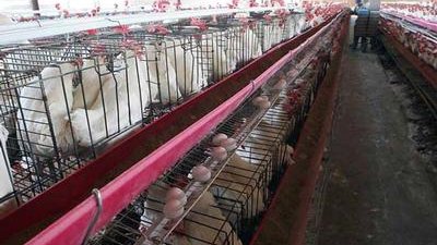 Confirman brote de gripe aviar en Guanajuato