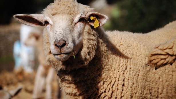 Una prueba nuclear clandestina de Israel, descubierta gracias a… ¿ovejas australianas?