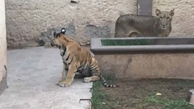 Encuentran mini zoológico en Juárez