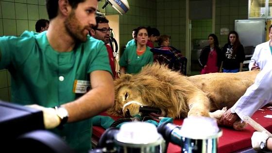 Cómo operar a un león