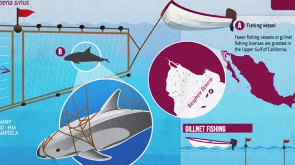 Retiran acuerdo de veda permanente en hábitat de vaquita marina